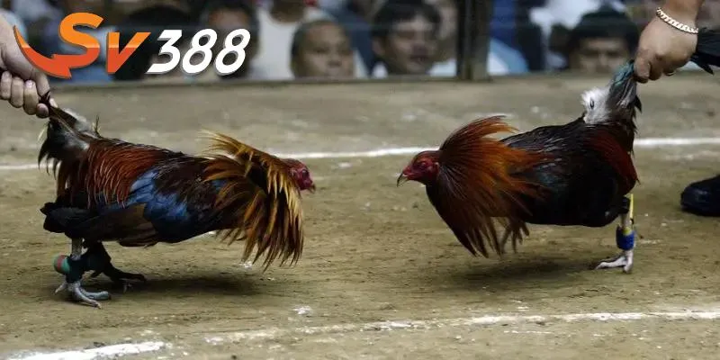 Chọi gà ăn tiền tại SV388 tạo nên trải nghiệm khó quên