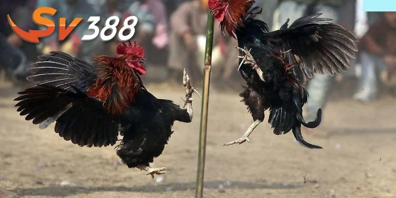 Chọi gà c1 mang lại nhiều lợi ích