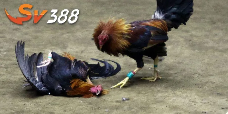 Có nhiều loại gà đá trên thị trường