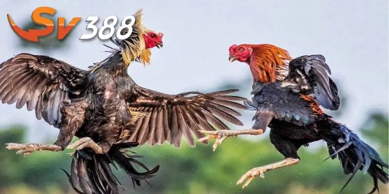 Đá gà Thomo mang đến sức hút khác biệt