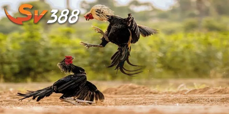 Đá gà c1 mang nhiều nổi bật tại sân chơi SV388