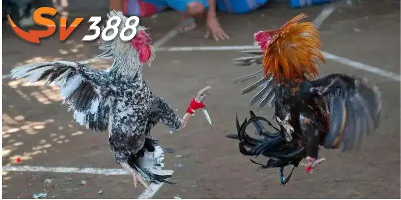 Đá gà cựa dao tạo nên sân chơi mới mẻ
