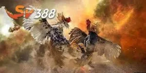 Đá gà trực tiếp châu Âu tại SV388