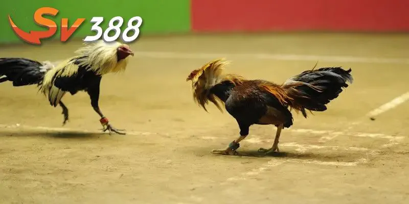 Hiểu rõ cách chơi đá gà ăn 