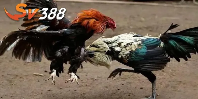 Hiểu rõ kinh nghiệm chơi đá gà trực tiếp cần thiết 