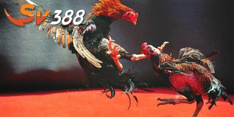 Nuôi gà đá được chia sẻ từ chuyên gia SV388