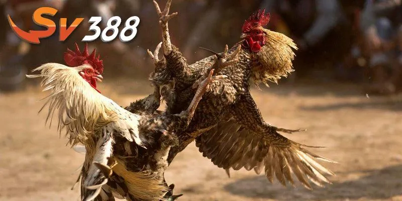Tận hưởng đá gà SV388 mang đến trải nghiệm khác biệt