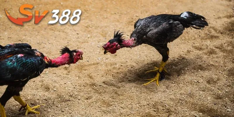 Nắm rõ kinh nghiệm chơi chọi gà c1 cần thiết