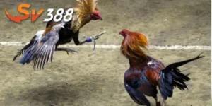 Mẹo chơi đá gà bữa nay cần thiết 