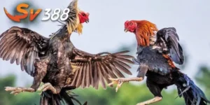đá gà trực tiếp sv388